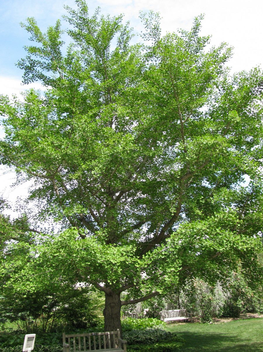 Ginko – Extension Kenosha County