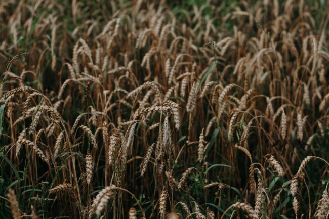 Advancing the cutting edge of agriculture with new crops