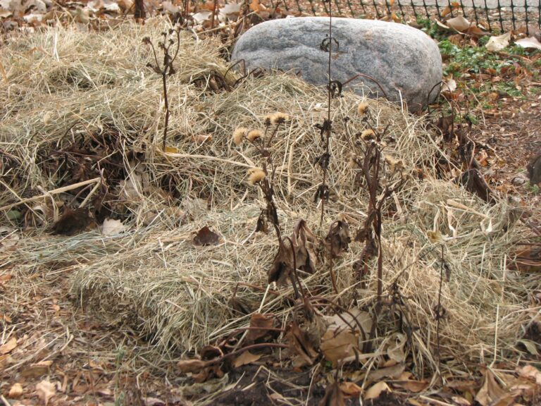 Winter Mulch Your Landscape Plants Extension Kenosha County