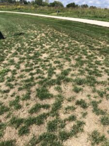 Over-Seeding Lawns in Autumn